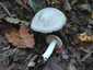 Nagy döggomba (Entoloma sinuatum), Budai-hegység